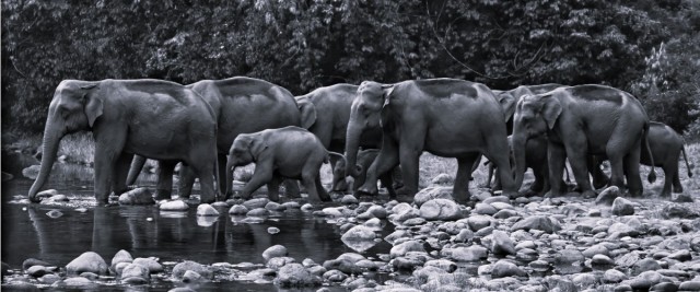 21825_Wildlife Safari in Kerala-zMSotcYwyV.jpg