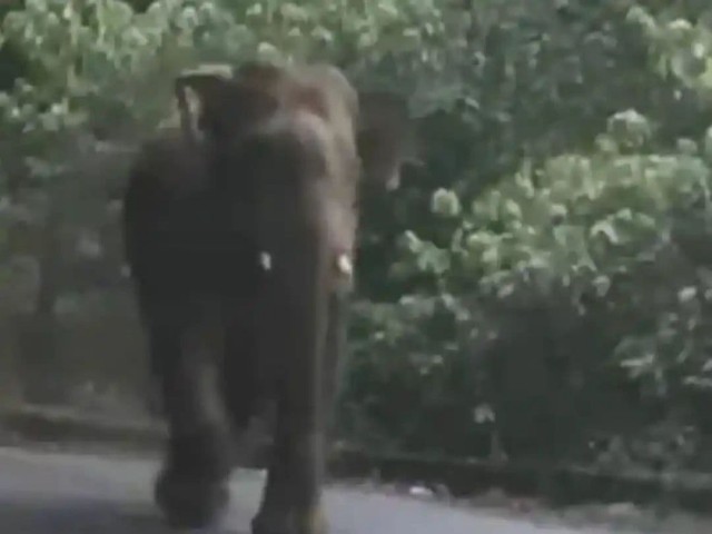 WhatsApp Image 2025-03-19 at 6.21.46 AM-94EOPvjkym.jpeg