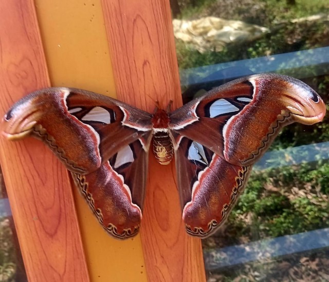 WhatsApp Image 2025-08-06 at 11.58.45 AM-29gvtmURic.jpeg