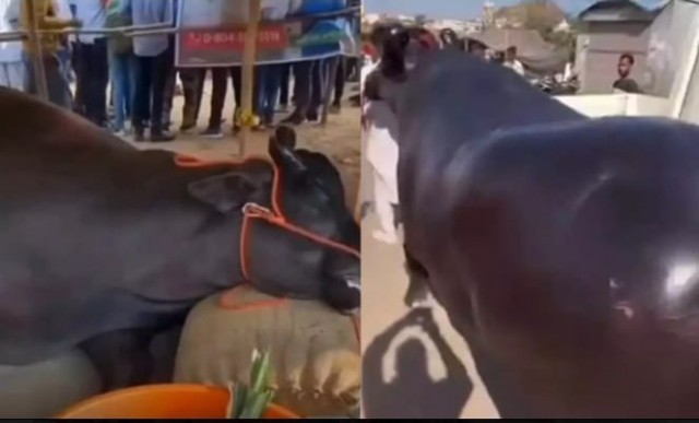 WhatsApp Image 2025-11-04 at 7.06.32 AM-kaIjMgUsvj.jpeg