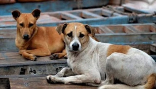 WhatsApp Image 2025-11-21 at 5.28.47 AM-7Camieunis.jpeg