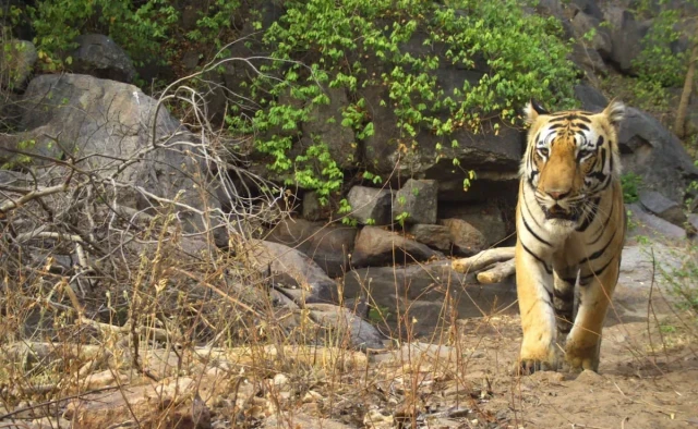 ddbaacu_baloda-bazar-fear-of-tiger-_625x300_24_June_24-zBlOZrLV3K.webp