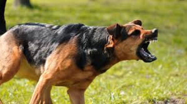 dog-JzdGT8qKdF.jpeg