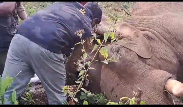 elephant athirapally-PdjBd6DAfK.jpeg