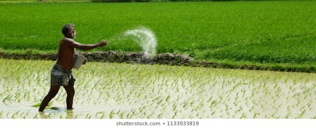 maduraitamilnaduindiajuly142018-farmer-sowing-organic-fertilizer-260nw-1133933819-VZkB3QosID.jpg