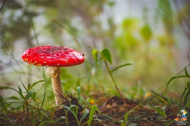 magic mush-W0tS5LMOdq.jpg