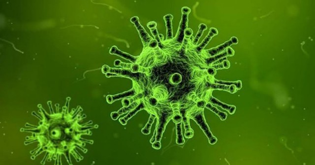nipah-8UJG3BNmOb.jpg