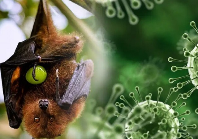 nipah-cS7YBPLpgB.jpg