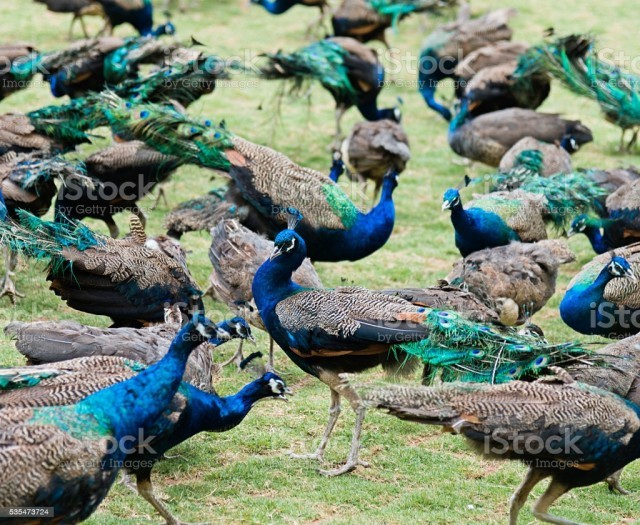 peacock-2R16sN3lzQ.jpeg