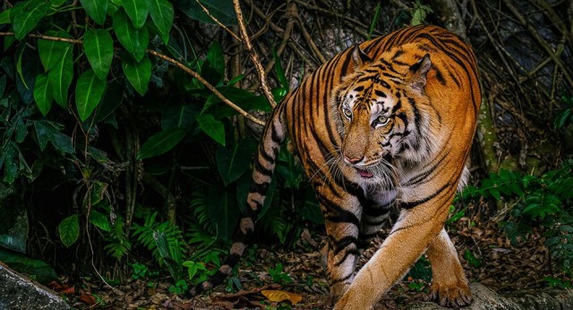 tiger-Na6V0CTNDZ.jpg