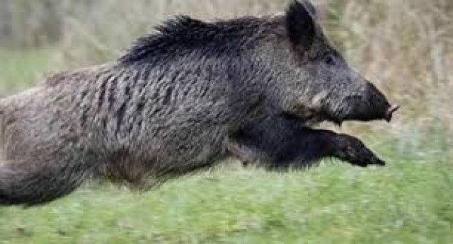 wild animal-uOgsIwbOOx.jpeg