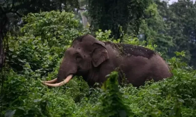 wild elephant-9m4cNqSiFV.webp