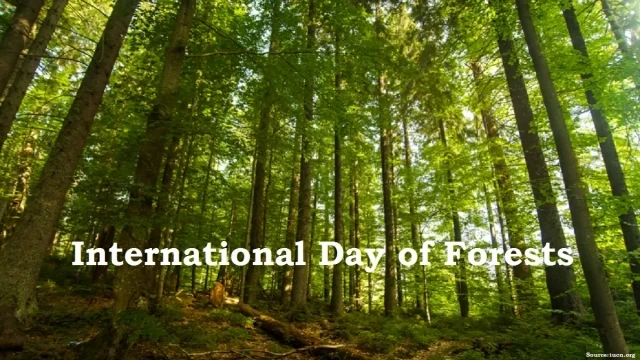 world forest day-6tzCi9wDw6.webp